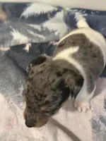 Merle boy 2, a male Jack Russell Terrier for sale in Bushnell, FL – Photo 1 of 5