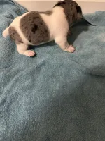 Merle boy 2, a male Jack Russell Terrier for sale in Bushnell, FL – Photo 5 of 5