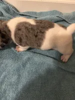 Merle boy 2, a male Jack Russell Terrier for sale in Bushnell, FL – Photo 4 of 5