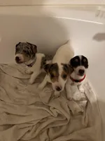 Baby girl, a female Jack Russell Terrier for sale in Bushnell, FL – Photo 4 of 6