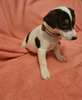 Baby girl, a female Jack Russell Terrier for sale in Bushnell, FL – Photo 3 of 6