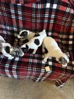 Baby girl, a female Jack Russell Terrier for sale in Bushnell, FL – Photo 5 of 6