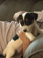 Baby girl, a female Jack Russell Terrier for sale in Bushnell, FL – Photo 2 of 6