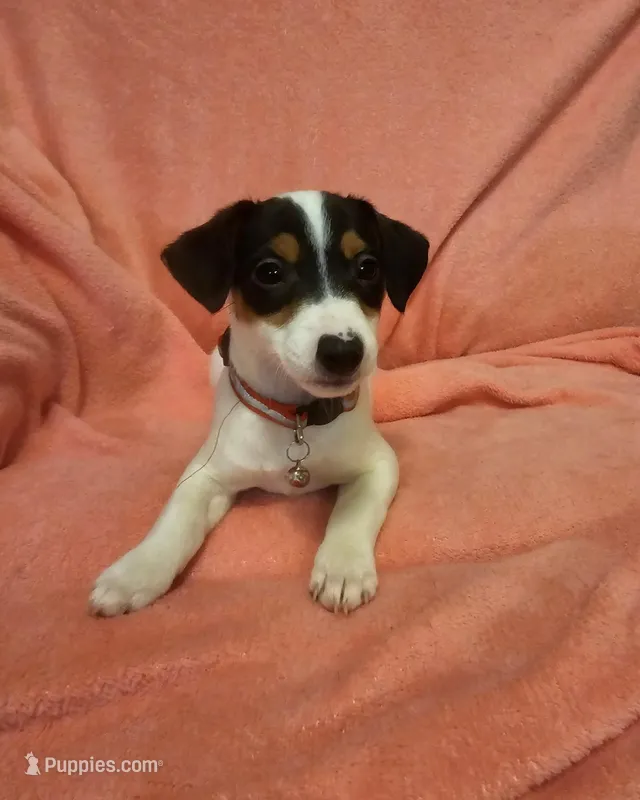 Baby girl, a female Jack Russell Terrier for sale in Bushnell, FL – Photo 1 of 6