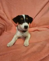 Baby girl, a female Jack Russell Terrier for sale in Bushnell, FL – Photo 1 of 6