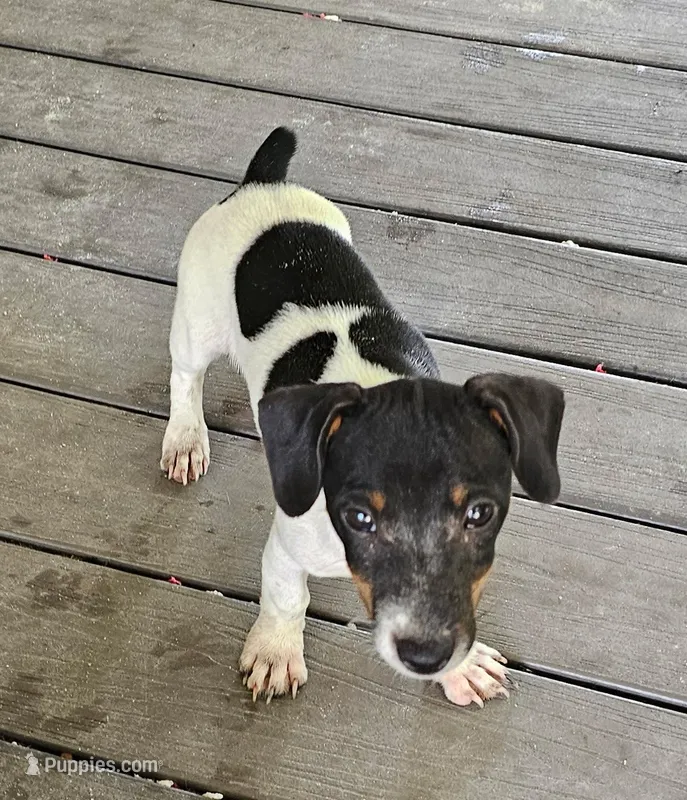 Snip – Jack Russell Terrier puppy for sale in Bushnell, FL