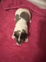 Bandanna Merle girl, a female Jack Russell Terrier for sale in Bushnell, FL – Photo 2 of 3