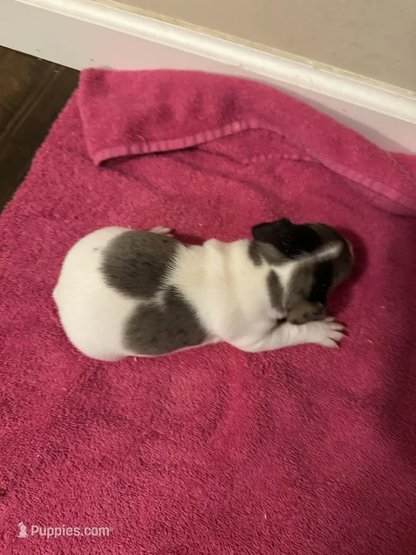 By – Jack Russell Terrier puppy for sale in Bushnell, FL