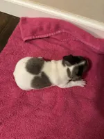 Bandanna Merle girl, a female Jack Russell Terrier for sale in Bushnell, FL – Photo 3 of 3