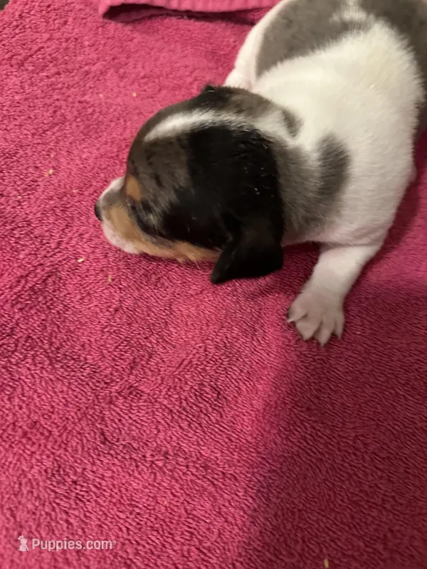 Bandanna Merle girl – Jack Russell Terrier puppy for sale in Bushnell, FL