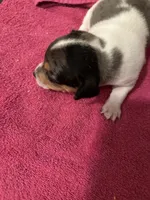 Bandanna Merle girl, a female Jack Russell Terrier for sale in Bushnell, FL – Photo 1 of 3