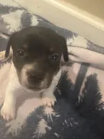 Tri girl 1, a female Jack Russell Terrier for sale in Bushnell, FL – Photo 2 of 7