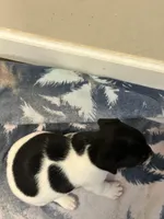 Tri girl 1, a female Jack Russell Terrier for sale in Bushnell, FL – Photo 3 of 7