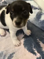 Tri girl 1, a female Jack Russell Terrier for sale in Bushnell, FL – Photo 4 of 7