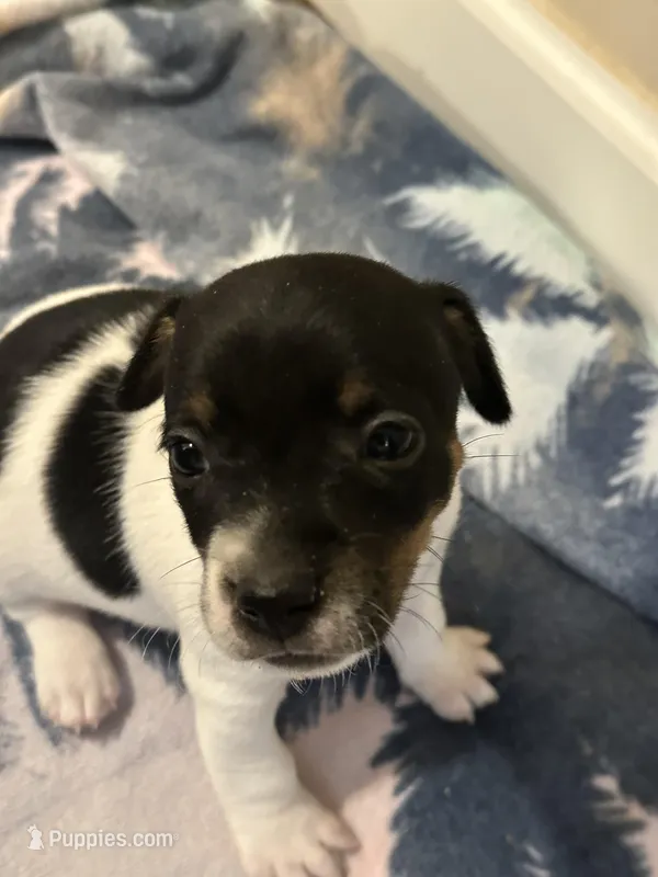 Tri girl 1 – Jack Russell Terrier puppy for sale in Bushnell, FL
