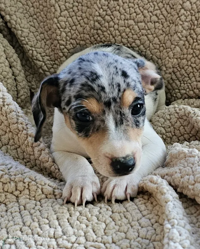 Blue boy 1 – Jack Russell Terrier puppy for sale in Bushnell, FL