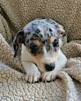 Blue girl, a female Jack Russell Terrier for sale in Bushnell, FL – 1 of 10