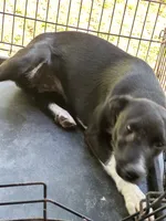 Little rose, a female Jack Russell Terrier and Border Collie for sale in Bushnell, FL – 4 of 4