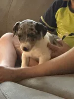 Blue boy, a male Jack Russell Terrier for sale in Bushnell, FL – Photo 5 of 6