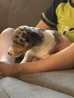 Blue boy, a male Jack Russell Terrier for sale in Bushnell, FL – Photo 4 of 6