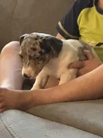 Blue boy, a male Jack Russell Terrier for sale in Bushnell, FL – Photo 3 of 6