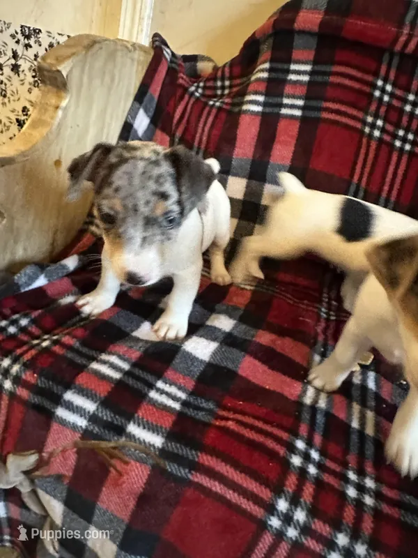 Blue boy, a male Jack Russell Terrier for sale in Bushnell, FL – Photo 1 of 6