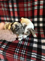 Blue boy, a male Jack Russell Terrier for sale in Bushnell, FL – Photo 2 of 6