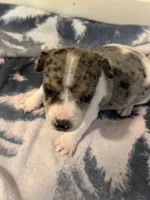 Blue boy, a male Parson Russell Terrier for sale in Bushnell, FL – 2 of 5