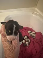 Snip, a male Jack Russell Terrier for sale in Bushnell, FL – Photo 3 of 3