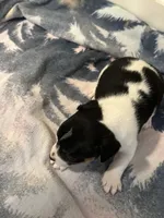 Snip, a male Jack Russell Terrier for sale in Bushnell, FL – 7 of 8