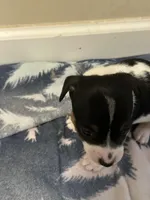 Snip, a male Jack Russell Terrier for sale in Bushnell, FL – 5 of 8