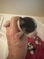 Snip, a male Jack Russell Terrier for sale in Bushnell, FL – Photo 2 of 3