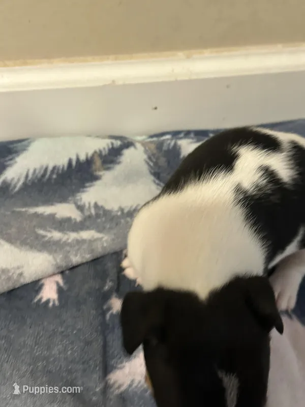 Snip – Jack Russell Terrier puppy for sale in Bushnell, FL