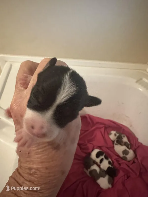 Snip – Jack Russell Terrier puppy for sale in Bushnell, FL