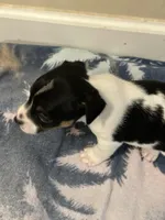 Snip, a male Jack Russell Terrier for sale in Bushnell, FL – 6 of 8