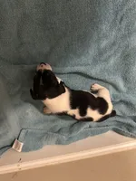 Ziggy, a male Jack Russell Terrier for sale in Bushnell, FL – Photo 4 of 4