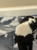 Ziggy, a male Jack Russell Terrier for sale in Bushnell, FL – Photo 1 of 4