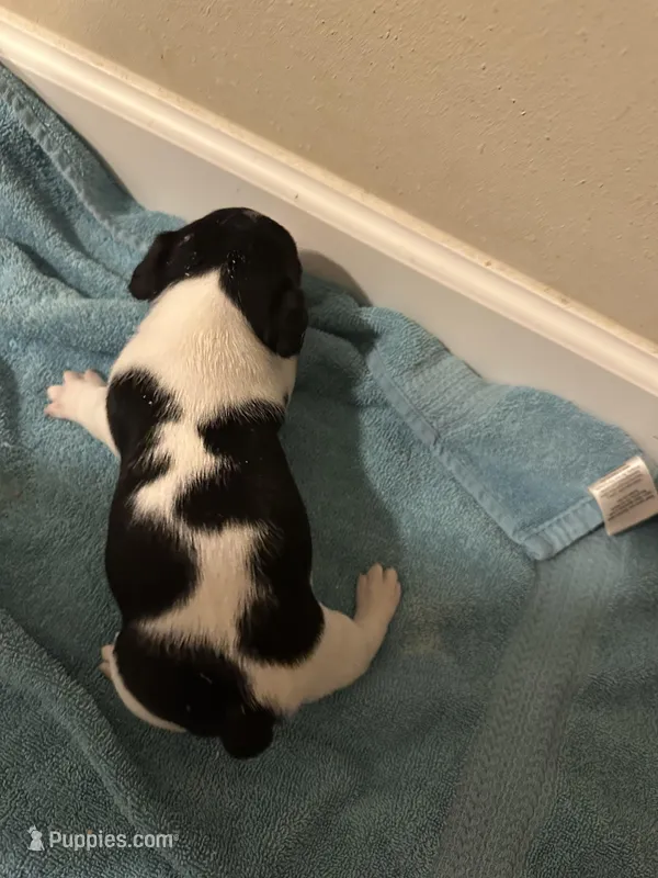 Ziggy – Jack Russell Terrier puppy for sale in Bushnell, FL