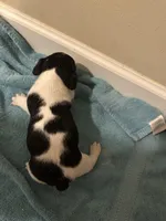 Ziggy, a male Jack Russell Terrier for sale in Bushnell, FL – Photo 2 of 4