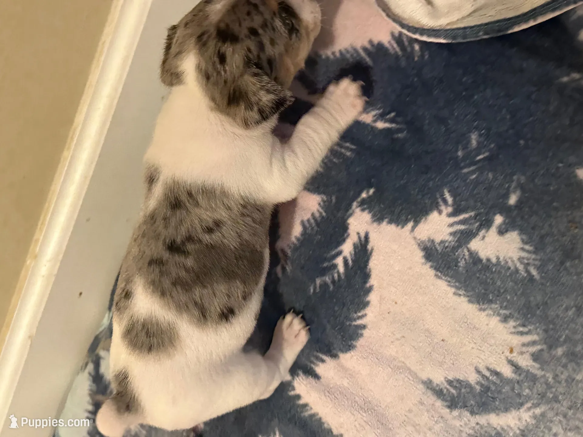 Blue boy 1, a male Jack Russell Terrier for sale in Bushnell, FL – Photo 7 of 9