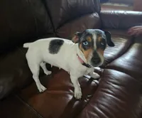 Blue girl, a female Jack Russell Terrier for sale in Bushnell, FL – 4 of 8