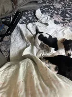 Snip, a male Jack Russell Terrier for sale in Bushnell, FL – 6 of 6