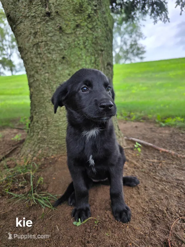 Kie – Labrador Retriever, Poodle - Standard  puppy for sale in Sturgis, MI