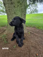 Anne, a female Labrador Retriever and Poodle - Standard  for sale in Sturgis, MI – 2 of 2