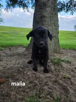 Maila , a female Labrador Retriever for sale in Sturgis, MI – 2 of 2