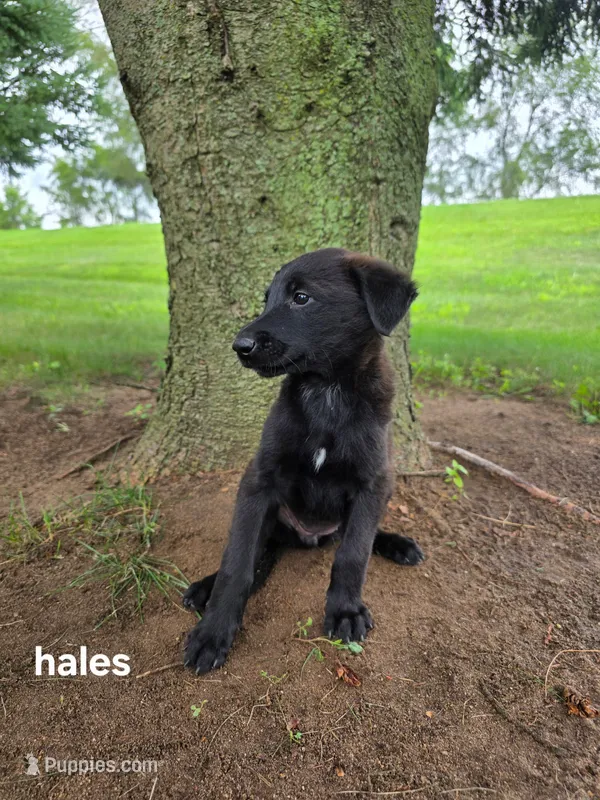 Hales – Labrador Retriever, Poodle - Standard  puppy for sale in Sturgis, MI