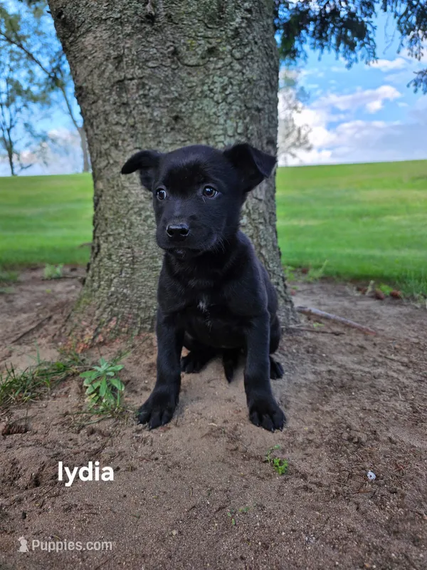 Lydia – Labrador Retriever puppy for sale in Sturgis, MI