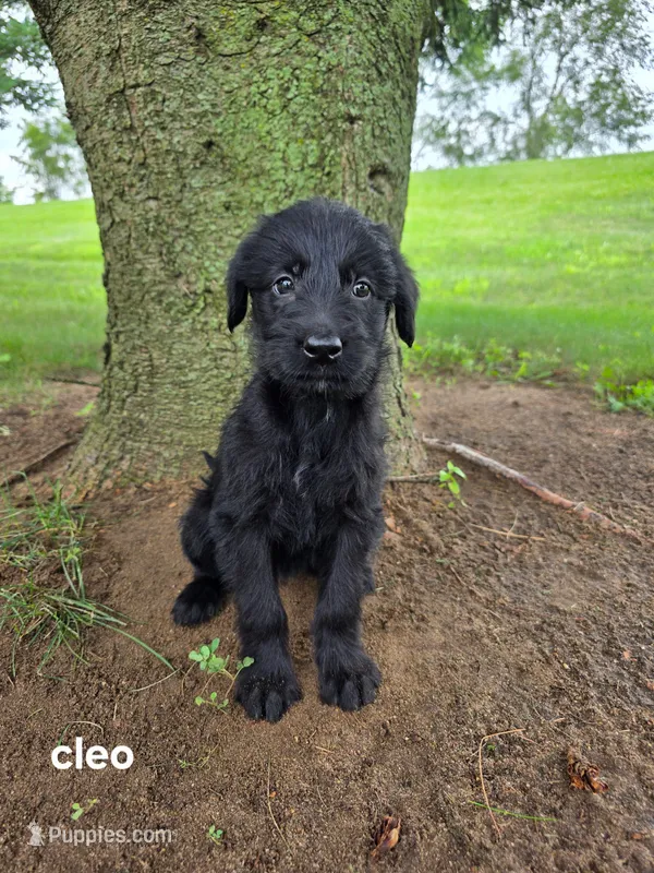 Cleo – Labrador Retriever puppy for sale in Sturgis, MI