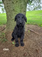 Cleo, a female Labrador Retriever for sale in Sturgis, MI – 1 of 2