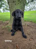 Timmy, a male Labrador Retriever and Poodle - Standard  for sale in Sturgis, MI – 2 of 2